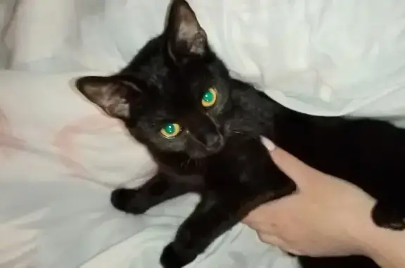 Кошки потеряшки, Белоярский, фото: Потеряшка кошка на Молодёжной, Белоярский: Чёрный кот с жёлтым ошейником.