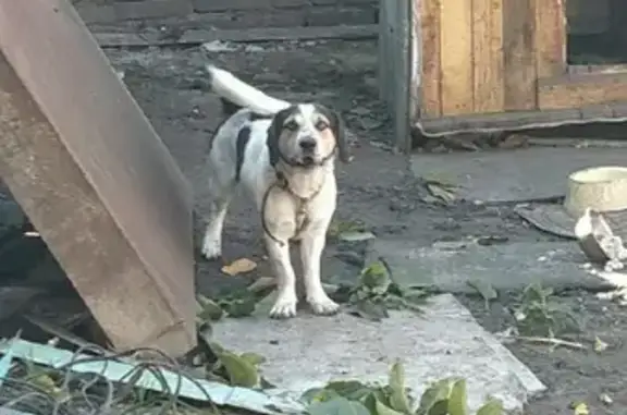 Пропал Теодор, пугливый пёс в Графовке, Белгородская область