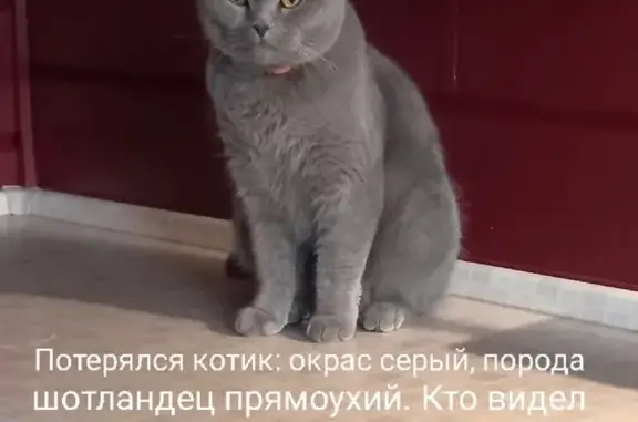 Пропала кошка по адресу Нагорная 75, Сыктывкар