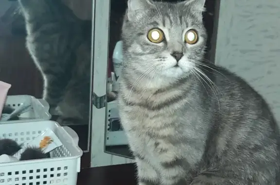 Пропала кошка в Саранске, пр-т 60 лет Октября, 19