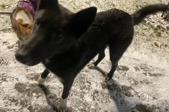 Собака без хозяина на ул. Николая Ершова, Казань
