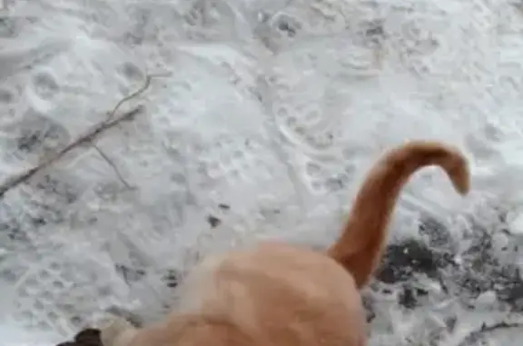 Кошки потеряшки, Тамбов, фото: Потеряшка кошка Рыжик на Мичуринской, Тамбов