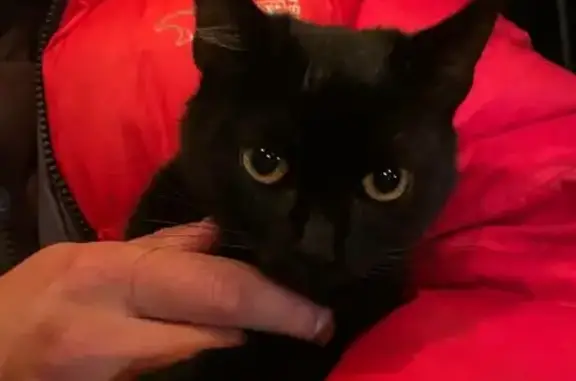 Найдена черная кошка на ул. Смородиновая, 2