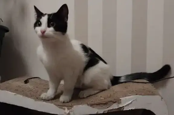 Черно-белая кошка на Проспекте Просвещения, 32 к3