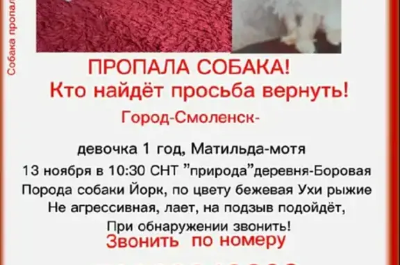 Пропала собака Йорк в Смоленске