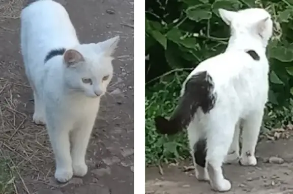 Кошки потеряшки, Набережные Челны, фото: Потеряшка белая кошка Санса в Юртово, Татарстан.