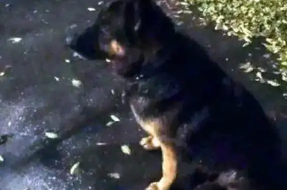 Пропала собака Лейса на Карагандинской луговой алтайской, Оренбург