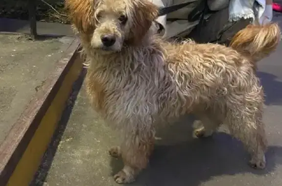 Собака Терьер найдена на Филевском бульваре