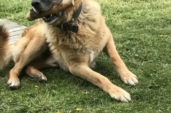 Собаки потеряшки, Калининград, фото: Потеряшка собака Рэм на Новинской, Калининград