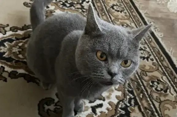 Найдена британская кошка в Нижнем Новгороде на ул. Станиславского, 2