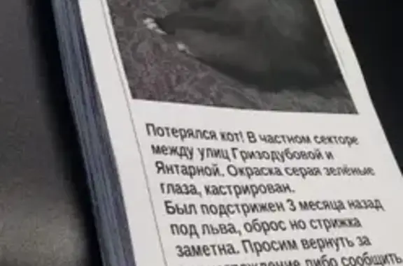 Кошки потеряшки, Новосибирск, фото: Потеряшка кот на улице Гризодубовой, Новосибирск