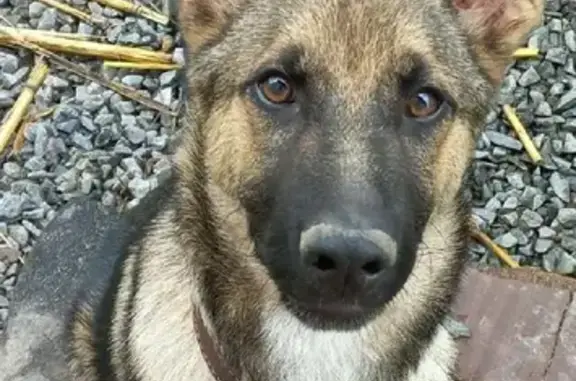 Пропал щенок Овчарка Ричик в Шебекино, Белгородская область