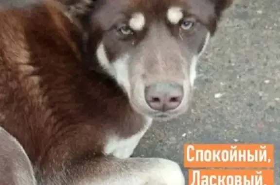 Найдена умная собака на ул. С. Лазо, 7 в Оренбурге