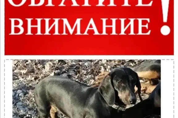 Пропала собака Соня с посёлка Камарчага, возможно в Красноярске