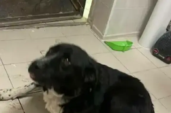 Найдена собака в Новоивановском районе, Марфино