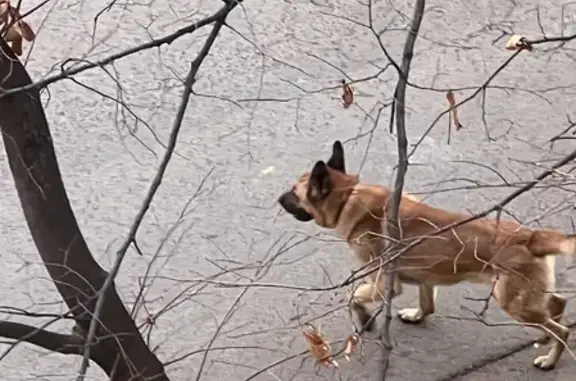 Найдена рыжая собака на Алматинской, 27