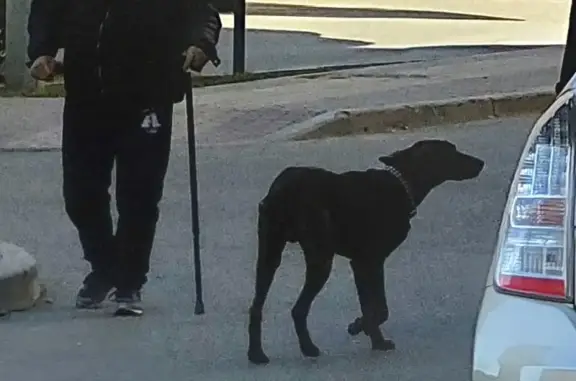 Потерянная породистая собака на ул. Тухачевского, 27 (тел. 89054980959)