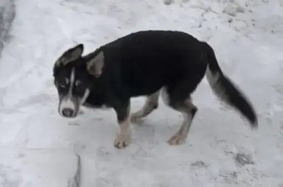 Найдена собака на ул. Воровского 23