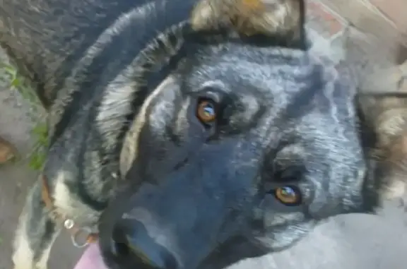 Пропала собака в Азове: кличка Риф, возраст 9 лет, мальчик.