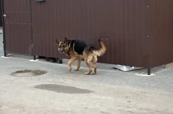 Найдена собака в Энгельсе на 2-3 Садовом проезде