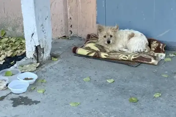 Найдена собака на Дубовской, нужен новый дом