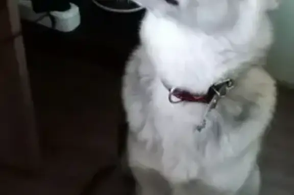 Найден пес на Революционной 4 в Самаре