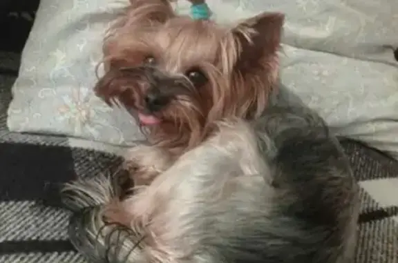 Собаки потеряшки, Санкт-Петербург, фото: Потеряшка йоркширский терьер, адрес: Учительская ул. 18 к3, СПб.