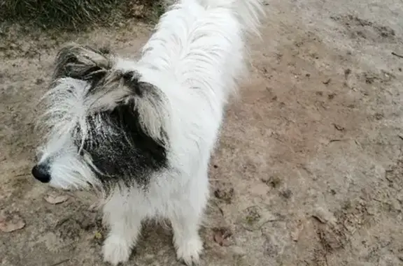 Найдена собака в Медведовском поселении, Брянская область