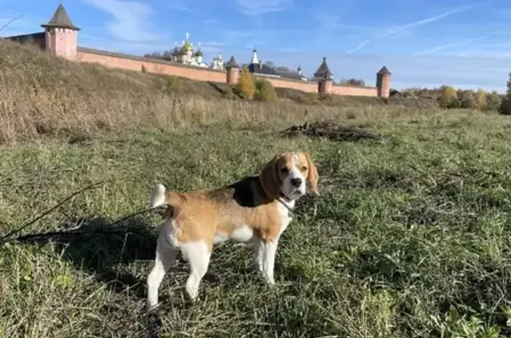 Пропала собака Бигль на Цветочной улице, 1В, Новый.