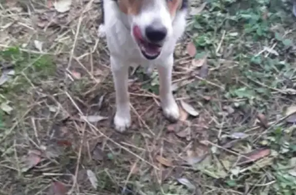 Собака найдена в Моногарово.