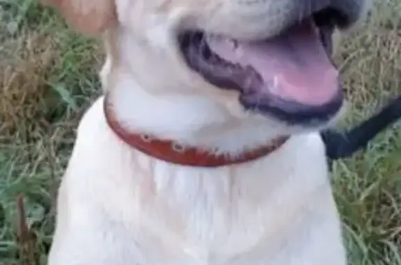 Собаки потеряшки, Ставрополь, фото: Потеряшка щенок Лабрадора Марли, вознаграждение, бульвар Зелёная Роща, 1.