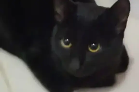Найдена черная кошка на Голубятной улице в Ярославле