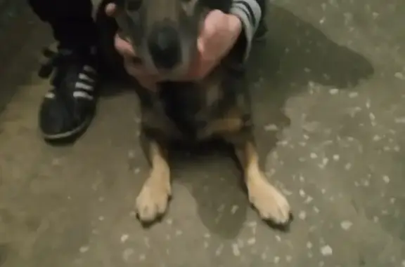 Собака найдена на Октябрьском проспекте, 14 в Кирове