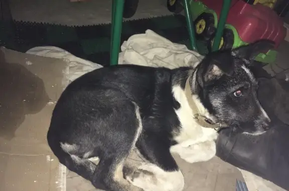 Найдена собака на Минской, ищет нового хозяина