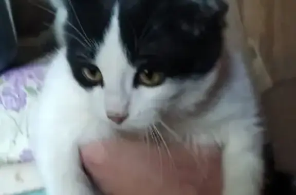 Найдена кошка на Казанской, 104, Астрахань