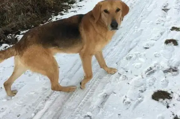 Пропала собака в Черничено, окрас чепрачный, 2 года.