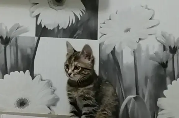 Потерянные животные Пермь, фото: Пропала кошка по адресу ул. Старцева 3/1, Пермский городской округ