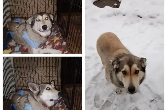 Спасите собаку на улице Гагарина, Ханты-Мансийск!