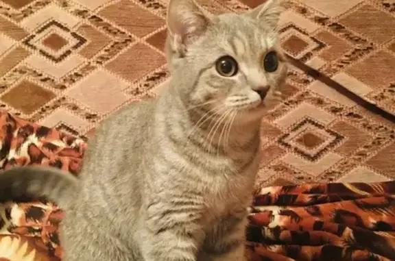 Найдена кошка Серенькая на улице Дегтярёва, Ковров