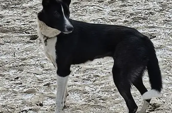 Собака найдена в районе Ахуны у стадиона сельхозакадемии (Пенза)