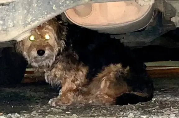 Собака под машиной на Карбышева 26, Владивосток