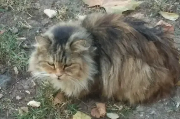 Найдена кошка в Симферополе: Жуковского 24