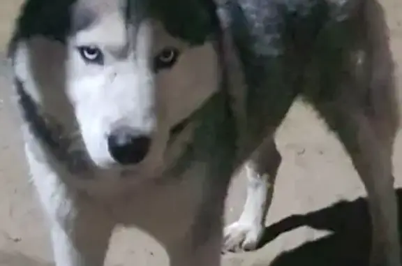 Собака Хаски найдена в Батайске, А-135.