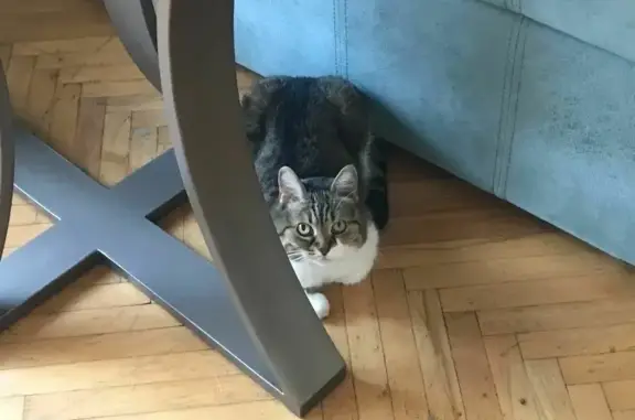 Кошки потеряшки, Москва, фото: Потеряшка кошка Ника на Свободном проспекте, Москва