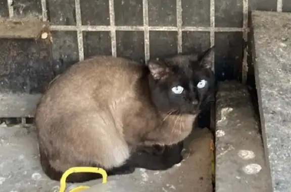 Потеряшка: Тайская кошка на улице Скульптора Мухиной