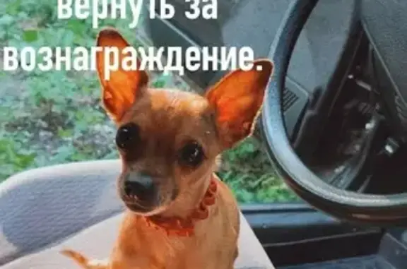 Собаки потеряшки, Ульяновск, фото: Потеряшка мини-тоя Царь на ул. Гафурова, 39, Ульяновск