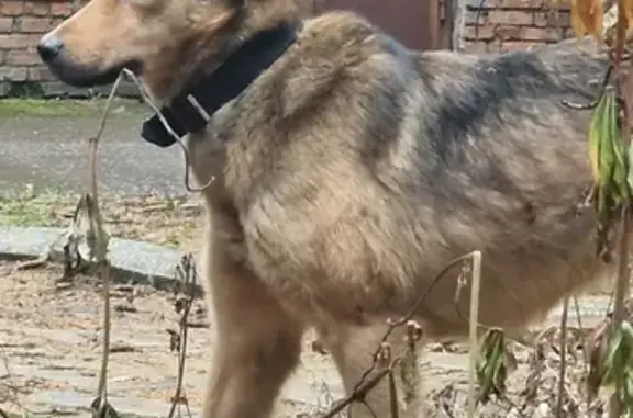 Найдена собака на Красноармейской, 85Б в Бийске