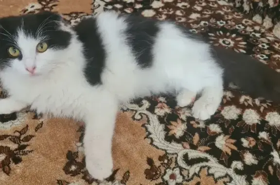 Найден ласковый котик на Пролетарской, 292, Оренбург