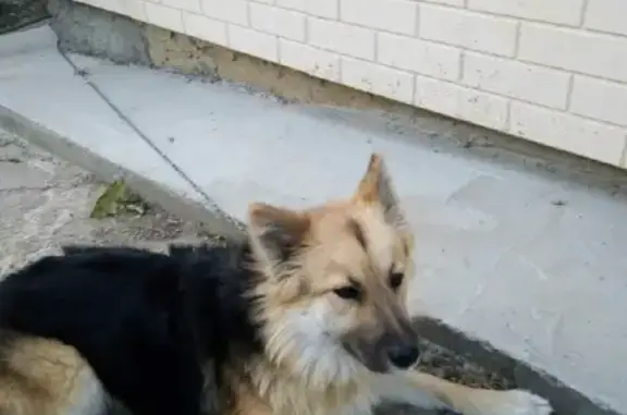Пропала собака Яшма на Керченской улице