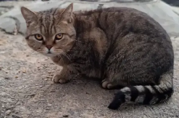 Найден кот на пр. Ленина, 52 в Чебоксарах